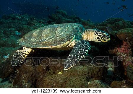 Hawksbill Turtle (Eretmochelys imbricata) swimming over rocks in the sea, Fish Head, Ari Atoll, Maldives. View Large Photo Image Stock Photo - Hawksbill Turtle (Eretmochelys imbricata) swimming over rocks in the sea, Fish Head, Ari Atoll, Maldives.. Fotosearch
