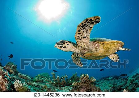 Hawksbill Turtle, Eretmochelys imbricata, Namena Marine Reserve, Fiji View Large Photo Image Stock Photograph - Hawksbill Turtle, Eretmochelys imbricata, Namena Marine Reserve, Fiji. Fotosearch