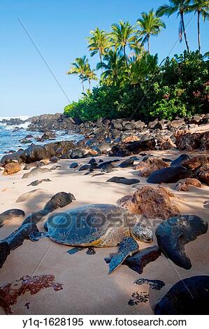 Hawksbill Turtle, Laniakea Beach, North Shore, Oahu, Hawaii View Large Photo Image Stock Photography - Hawksbill Turtle, Laniakea Beach, North Shore, Oahu, Hawaii. Fotosearch