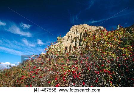 Hawthorn berries and Clay Cliffs. Autumn colours. Near Omarama. New Zealand. View Large Photo Image Stock Photo - Hawthorn berries and Clay Cliffs. Autumn colours. Near Omarama. New Zealand.. Fotosearch