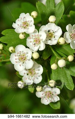 Stock Image - Hawthorn (Crataegus sp. ) in bloom. Turo del Putget park, Barcelona, Catalonia, Spain. Fotosearch