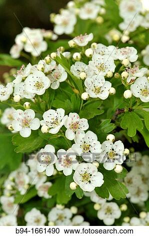 Hawthorn (Crataegus sp. ) in bloom. Turo del Putget park, Barcelona, Catalonia, Spain View Large Photo Image Stock Image - Hawthorn (Crataegus sp. ) in bloom. Turo del Putget park, Barcelona, Catalonia, Spain. Fotosearch