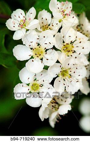 Stock Image - Hawthorn (Crataegus sp. ) in bloom. Turo del Putget park, Barcelona, Catalonia, Spain. Fotosearch