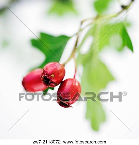 Hawthorne, Crataegus monogyna, berries. View Large Photo Image Stock Image - Hawthorne, Crataegus monogyna, berries.. Fotosearch