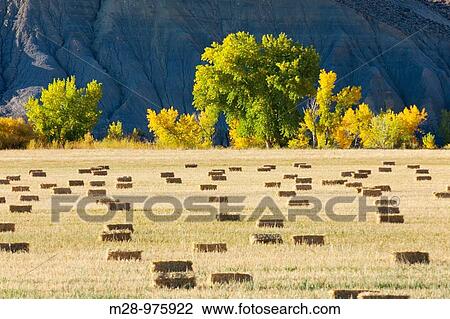 Hay bales in Fremont River valley Utah View Large Photo Image Stock Image - Hay bales in Fremont River valley Utah. Fotosearch