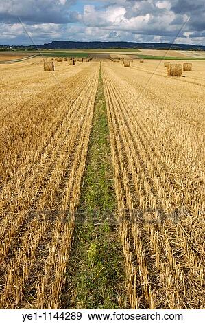 Hay bales in harvested corn field, Normandy, France. View Large Photo Image Stock Photo - Hay bales in harvested corn field, Normandy, France.. Fotosearch