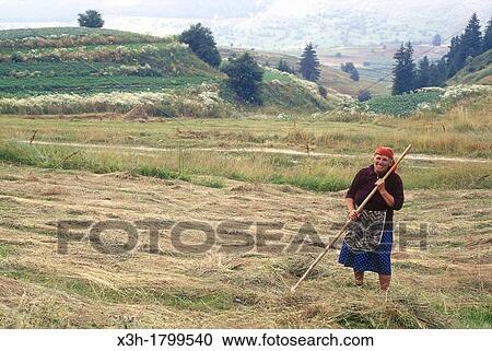 Stock Image - hay harvesting in Rhodope Mountains, Bulgaria, Europe. Fotosearch