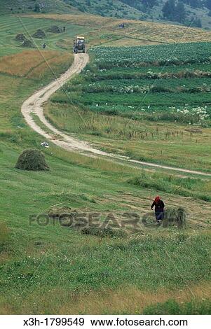 hay harvesting in Rhodope Mountains, Bulgaria, Europe View Large Photo Image Stock Photo - hay harvesting in Rhodope Mountains, Bulgaria, Europe. Fotosearch