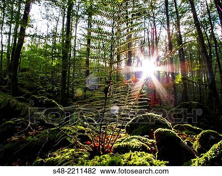 Hayedo en la Sierra de Aralar. Guipuzcoa. Pais Vasco. Spain. Europa. View Large Photo Image Stock Image - Hayedo en la Sierra de Aralar. Guipuzcoa. Pais Vasco. Spain. Europa.. Fotosearch