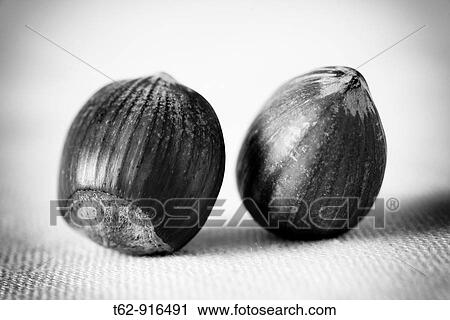 Hazelnuts Still Life View Large Photo Image Stock Image - Hazelnuts Still Life. Fotosearch
