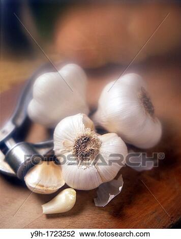 Head and cloves of garlic View Large Photo Image Stock Image - Head and cloves of garlic. Fotosearch