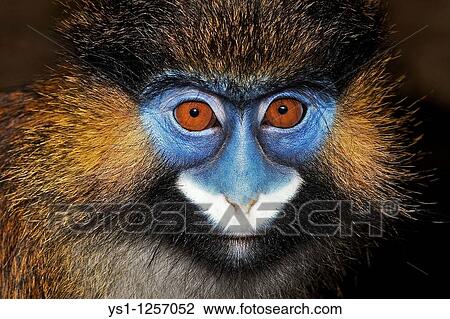 HEAD CLOSE-UP OF MOUSTACHED MONKEY OR MUSTACHED MONKEY cercopithecus cephus View Large Photo Image Stock Image - HEAD CLOSE-UP OF MOUSTACHED MONKEY OR MUSTACHED MONKEY cercopithecus cephus. Fotosearch