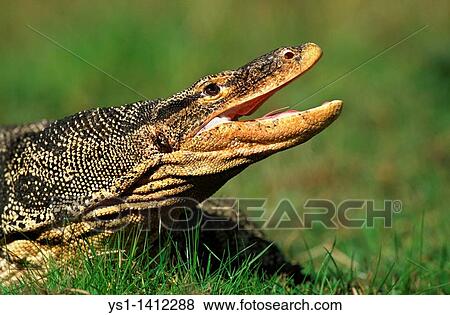 Stock Photo - Head close up of Water Monitor (Varanus salvator) adult lizard, mouth opened. Fotosearch