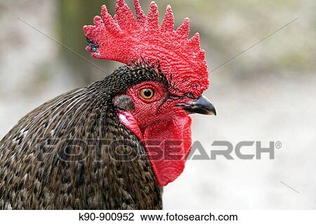 Head of a male rooster, Island of Amrum, Northfrisian, Schleswig_Holstein, Northern Germany, Europe View Large Photo Image Stock Image - Head of a male rooster, Island of Amrum, Northfrisian, Schleswig_Holstein, Northern Germany, Europe. Fotosearch