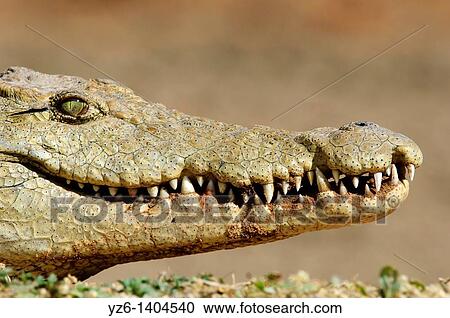 Stock Image - Head of a nile crocodile Crocodylus niloticus Kruger National Park, South Africa. Fotosearch