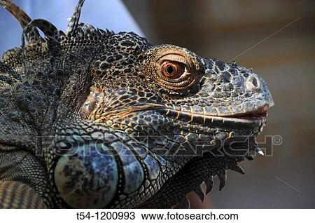 Stock Image - Head of a Thai giant lizard. Fotosearch