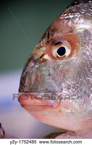 Head of Gilthead fish View Large Photo Image Stock Photography - Head of Gilthead fish. Fotosearch