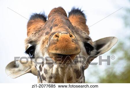 head of giraffe, Kenia View Large Photo Image Stock Photography - head of giraffe, Kenia. Fotosearch