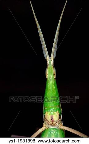 Head of Grasshoper. View Large Photo Image Stock Photo - Head of Grasshoper.. Fotosearch