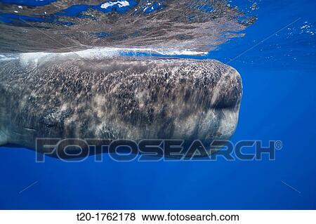 Stock Photo - Head of Sperm Whale, Physeter macrocephalus, Caribbean Sea, Dominica. Fotosearch