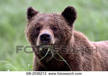 Head portrait of a female grizzly bear (Ursus arctos horribilis), Khutzeymateen Grizzly Bear Sanctuary, British Columbia, Canada, June 2013. View Large Photo Image Stock Image - Head portrait of a female grizzly bear (Ursus arctos horribilis), Khutzeymateen Grizzly Bear Sanctuary, British Columbia, Canada, June 2013.. Fotosearch