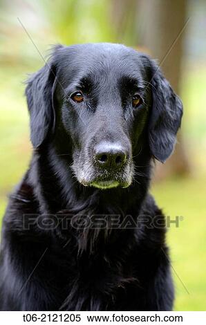 Head portrait of black flat-coated retriever dog (Canis familiaris). View Large Photo Image Stock Photography - Head portrait of black flat-coated retriever dog (Canis familiaris).. Fotosearch