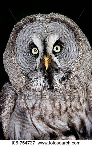 Head portrait of great grey owl (Strix nebulosa) Captive, France View Large Photo Image Stock Photo - Head portrait of great grey owl (Strix nebulosa) Captive, France. Fotosearch
