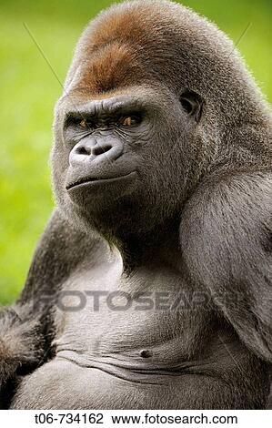 Stock Image - Head portrait of male silverback western lowland gorilla (Gorilla gorilla gorilla) captive, IUCN Red list Critically endangered CR. Fotosearch