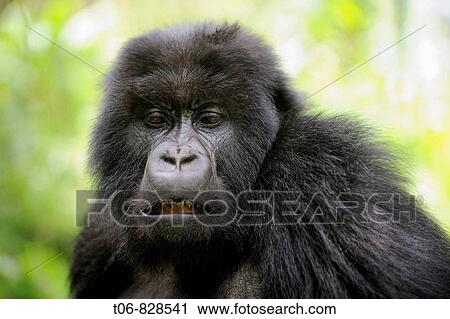 Head portrait of subadult mountain gorilla (Gorilla beringei beringei) Volcanoes National Park, Rwanda, Africa View Large Photo Image Stock Image - Head portrait of subadult mountain gorilla (Gorilla beringei beringei) Volcanoes National Park, Rwanda, Africa. Fotosearch