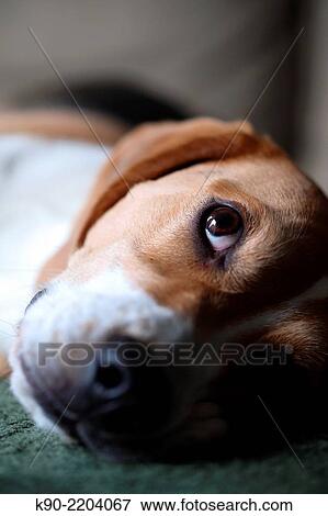 Head shot of male tricolor Beagle laying on the floor and looking up, Berlin, Germany, Europe. View Large Photo Image Stock Photo - Head shot of male tricolor Beagle laying on the floor and looking up, Berlin, Germany, Europe.. Fotosearch