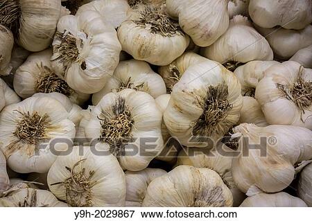 Heads of garlic are seen in a supermarket produce department in New York View Large Photo Image Stock Photo - Heads of garlic are seen in a supermarket produce department in New York. Fotosearch