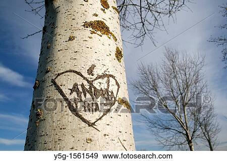 heart carved on tree trunk View Large Photo Image Stock Photo - heart carved on tree trunk. Fotosearch