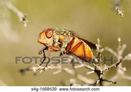 Heath fly Rhynomya sp View Large Photo Image Stock Photo - Heath fly Rhynomya sp. Fotosearch