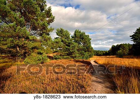 Heath of Winkel, Gifhorn, Lower Saxony, Germany View Large Photo Image Stock Image - Heath of Winkel, Gifhorn, Lower Saxony, Germany. Fotosearch