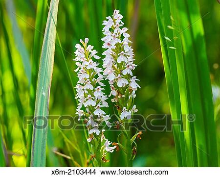 heath spotted orchid or moorland spotted orchid (Dactylorhiza maculata). Gorbeia Natural Park. Biscay, Basque Country, Spain. View Large Photo Image Picture - heath spotted orchid or moorland spotted orchid (Dactylorhiza maculata). Gorbeia Natural Park. Biscay, Basque Country, Spain.. Fotosearch
