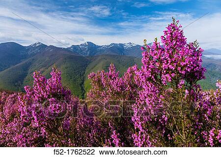 HEATHER Erica australis, Fuentes del Narcea, Degaa e Ibias Natural Park, Asturias, Spain, Europe. View Large Photo Image Stock Image - HEATHER Erica australis, Fuentes del Narcea, Degaa e Ibias Natural Park, Asturias, Spain, Europe.. Fotosearch