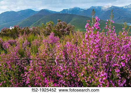 HEATHER Erica australis, Fuentes del Narcea, Degana e Ibias Natural Park, Asturias, Spain, Europe View Large Photo Image Stock Image - HEATHER Erica australis, Fuentes del Narcea, Degana e Ibias Natural Park, Asturias, Spain, Europe. Fotosearch