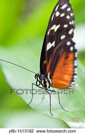 Hecale Longwing Heliconius hecale View Large Photo Image Stock Image - Hecale Longwing Heliconius hecale. Fotosearch
