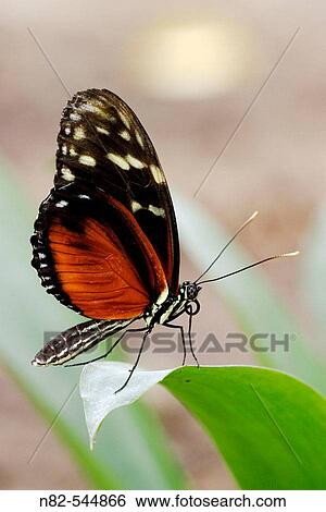 Hecales Longwing (Heliconius hecale) on leaf View Large Photo Image Stock Photograph - Hecales Longwing (Heliconius hecale) on leaf. Fotosearch