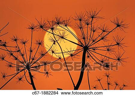Hedge Parsley (Torilis japonica) at sunset in winter View Large Photo Image Picture - Hedge Parsley (Torilis japonica) at sunset in winter. Fotosearch