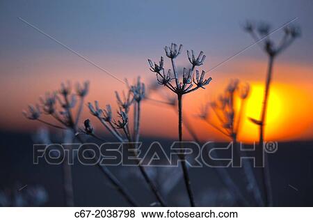 Hedge Parsley Torilis japonica at sunset Winter View Large Photo Image Stock Photo - Hedge Parsley Torilis japonica at sunset Winter. Fotosearch