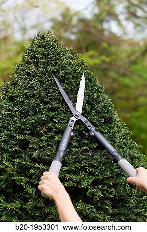 Hedge trimmers, Hand tool, Garden, Gardener pruning bush. View Large Photo Image Stock Image - Hedge trimmers, Hand tool, Garden, Gardener pruning bush.. Fotosearch