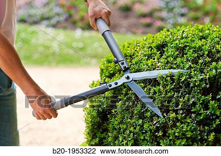 Hedge trimmers, Hand tool, Garden, Gardener pruning bush. View Large Photo Image Stock Image - Hedge trimmers, Hand tool, Garden, Gardener pruning bush.. Fotosearch