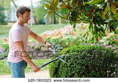 Hedge trimmers, Hand tool, Garden, Gardener pruning bush. View Large Photo Image Stock Image - Hedge trimmers, Hand tool, Garden, Gardener pruning bush.. Fotosearch