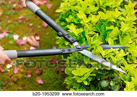 Hedge trimmers, Hand tool, Garden, Gardener pruning bush. View Large Photo Image Stock Photo - Hedge trimmers, Hand tool, Garden, Gardener pruning bush.. Fotosearch