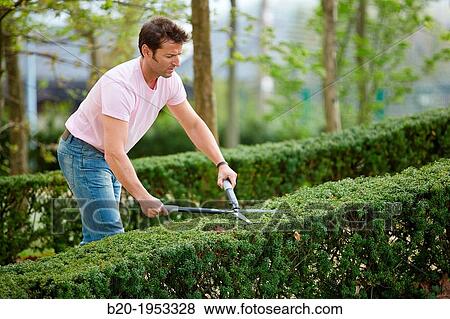 Hedge trimmers, Hand tool, Garden, Gardener pruning bush. View Large Photo Image Stock Photo - Hedge trimmers, Hand tool, Garden, Gardener pruning bush.. Fotosearch