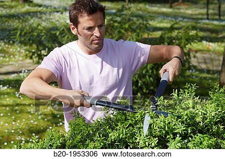 Stock Photograph - Hedge trimmers, Hand tool, Garden, Gardener pruning bush.. Fotosearch