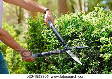 Hedge trimmers, Hand tool, Garden, Gardener pruning bush. View Large Photo Image Stock Photography - Hedge trimmers, Hand tool, Garden, Gardener pruning bush.. Fotosearch