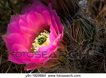 Picture - Hedgehog Cactus Arizona, USA. Fotosearch