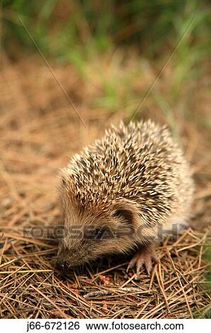 Hedgehog (Erinaceus europaeus), La Dehesa. Spain. View Large Photo Image Stock Photograph - Hedgehog (Erinaceus europaeus), La Dehesa. Spain.. Fotosearch
